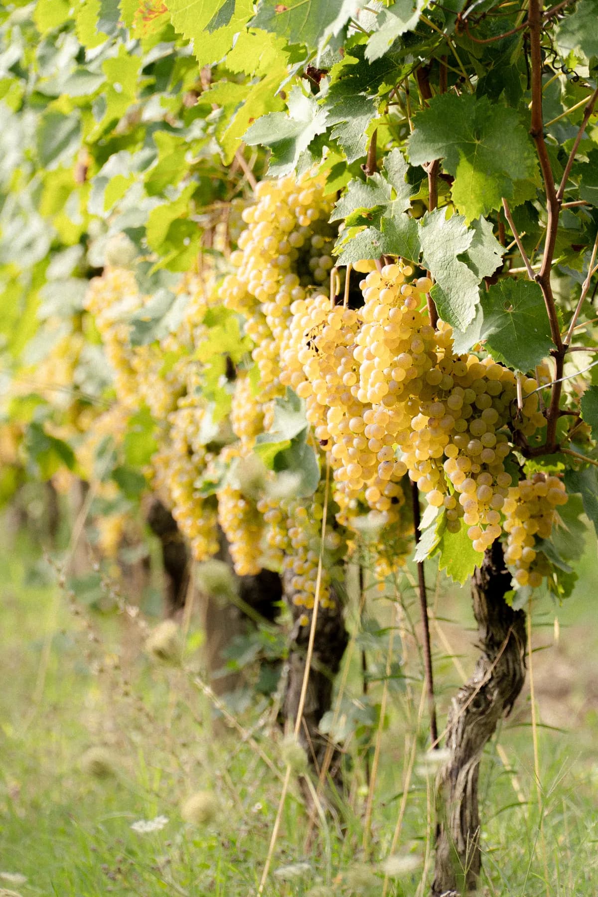 Sullla collina di Rovereto, nel cuore del vino Gavi