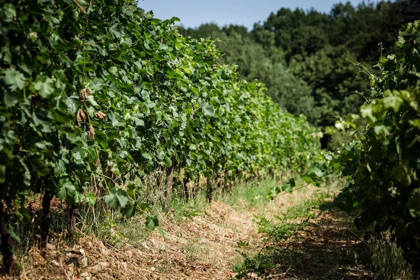 Sullla collina di Rovereto, nel cuore del vino Gavi